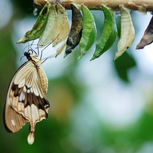 Schmetterling