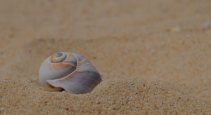 Muschel im Sand
