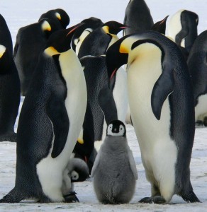 Pinguine im Schnee