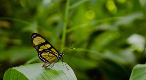 Schmetterling auf Stein