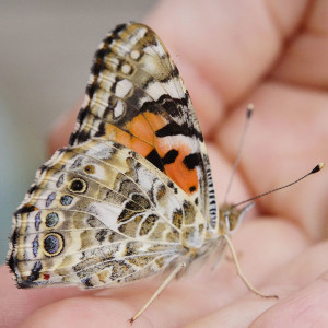 schmetterling-in-hand