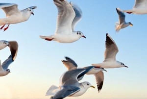 Möwen fliegen